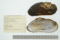 Margaritifera margaritifera image