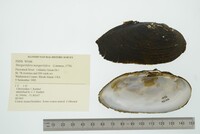 Margaritifera margaritifera image