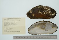 Margaritifera margaritifera image