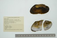 Margaritifera margaritifera image
