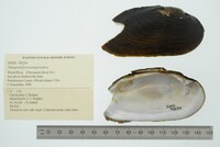Margaritifera margaritifera image