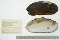 Margaritifera margaritifera image