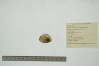 Epioblasma triquetra image