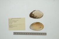 Barynaias caldwellii image