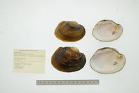 Cyrtonaias tampicoensis image