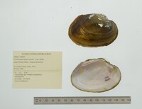 Cyrtonaias tampicoensis image