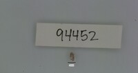 Media resource of Gastrocopta pentodon