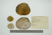 Dromus dromas image