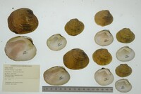 Dromus dromas image