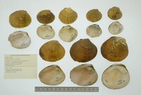 Dromus dromas image