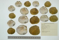 Dromus dromas image