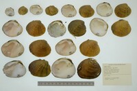 Dromus dromas image