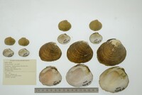 Dromus dromas image