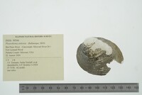 Pleurobema sintoxia image