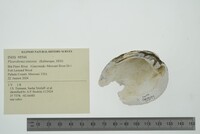 Pleurobema sintoxia image