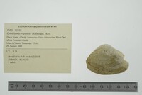 Epioblasma triquetra image