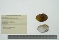 Pleurobema perovatum image
