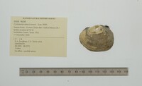 Cyrtonaias tampicoensis image