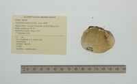 Cyrtonaias tampicoensis image