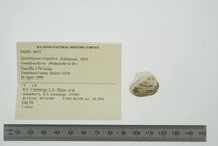 Epioblasma triquetra image