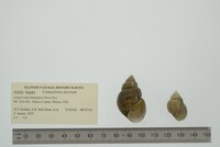 Campeloma decisum image