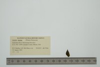 Elimia livescens image