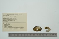 Pyganodon grandis image