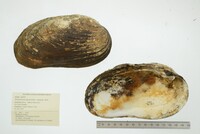 Ortmanniana ligamentina image