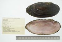 Ligumia recta image