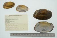 Strophitus undulatus image