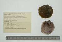 Cyclonaias tuberculata image