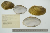 Lampsilis siliquoidea image