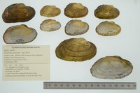 Strophitus undulatus image