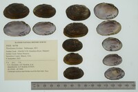 Toxolasma lividum image