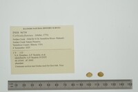 Corbicula fluminea image