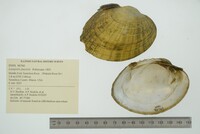 Lampsilis fasciola image