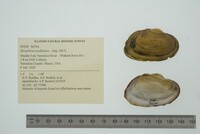 Strophitus undulatus image