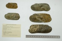 Theliderma cylindrica image