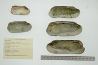 Theliderma cylindrica image
