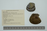 Obovaria subrotunda image