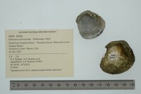 Obovaria subrotunda image