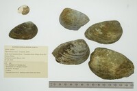 Pleurobema clava image