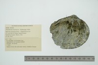 Theliderma metanevra image