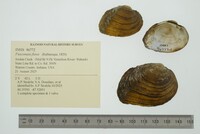Fusconaia flava image