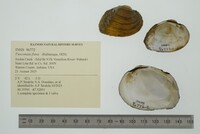 Fusconaia flava image