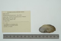 Anodontoides ferussacianus image
