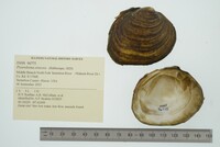 Pleurobema sintoxia image