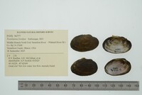 Toxolasma lividum image