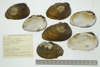 Pleurobema clava image