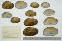 Strophitus undulatus image